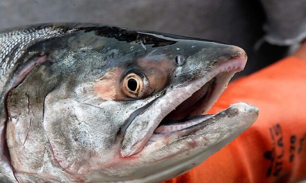 Southeast trollers could top one million cohos in extended season