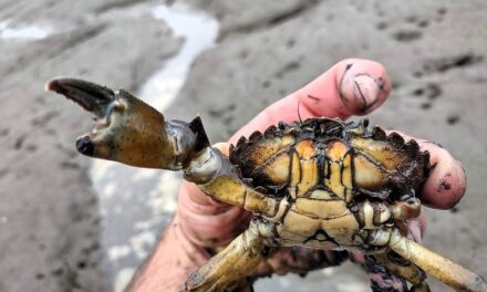 Nov 7-9 in Sitka: Workshop takes a hard look at knotweed, green crab and Alaska’s other noxious invasives