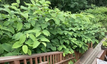 Alaska’s most fearsome terrestrial invasive is the lovely, unstoppable Japanese knotweed