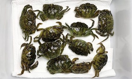 Workshop discusses the future of invasive crabs in Alaska