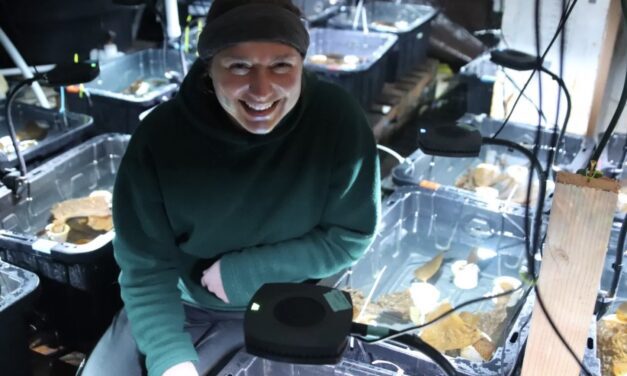 New research uses kelp to predict future of oceans