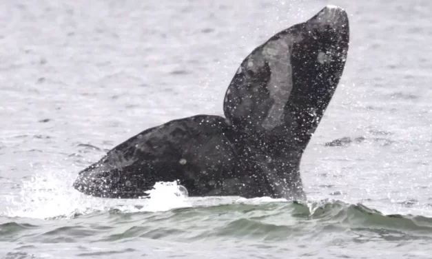 Chance to learn about whales at ‘Flukes and flippers’ camp