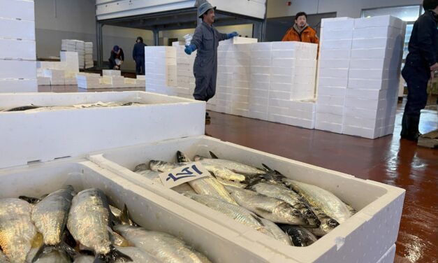 Buyers vie for hatchery herring in Otaru’s ‘flash’ auction