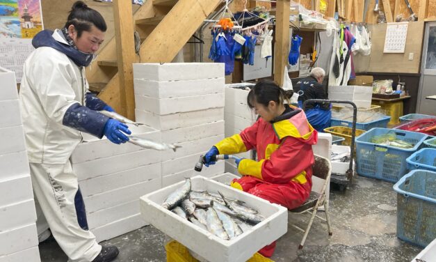 Takashima gillnetters find a growing market for hatchery herring