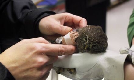 Sitka’s Raptor Center seeks new director with the ‘Alaska Factor’