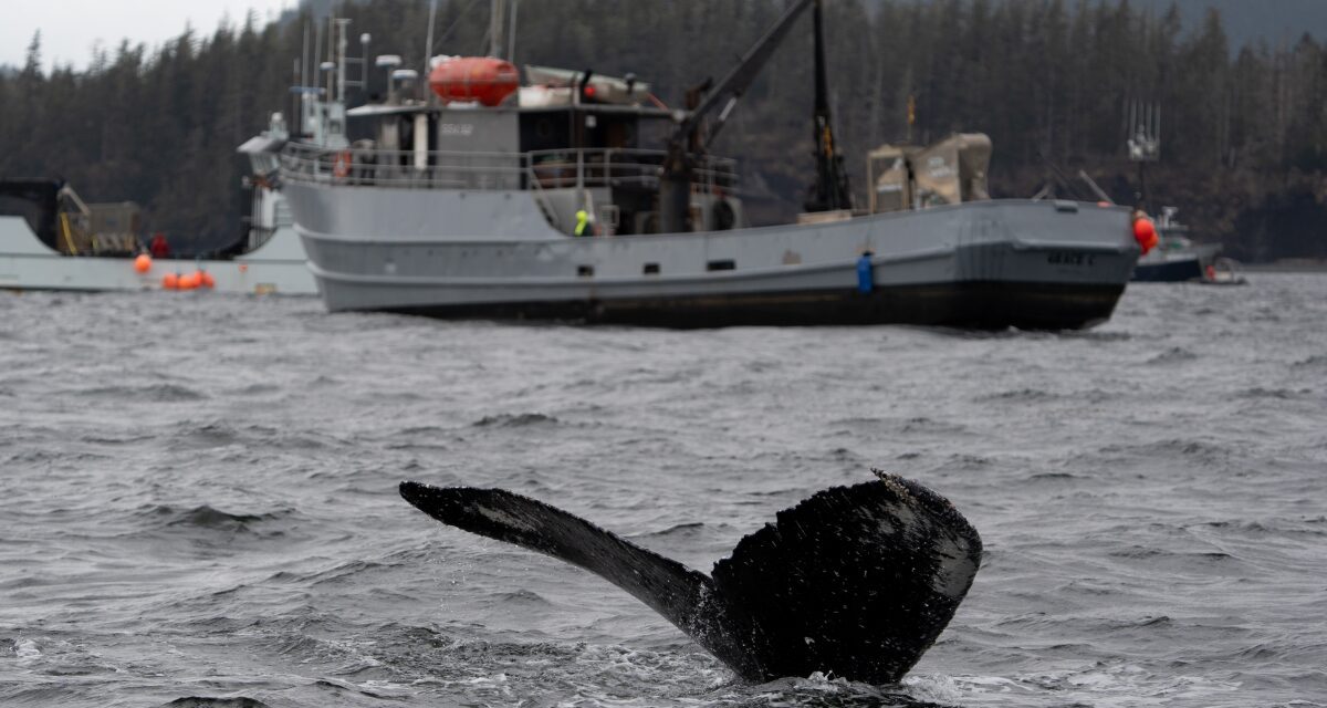 As window for commercial herring fishery closes, state moves to daily openers