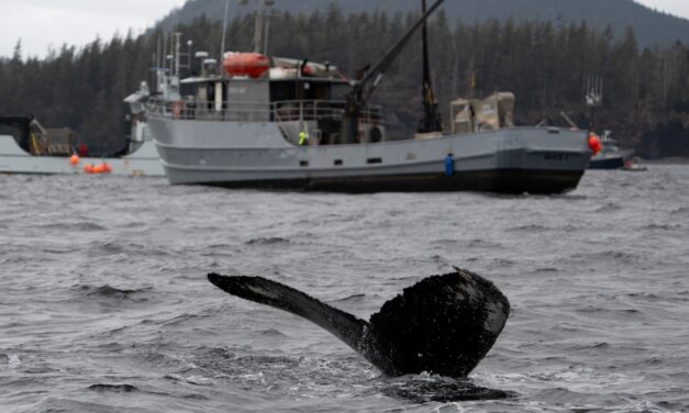 State won’t share herring harvest data this year due to low processor participation