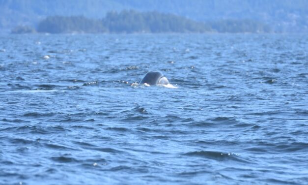 Possible bowhead whale sighting in Sitka Sound raises questions
