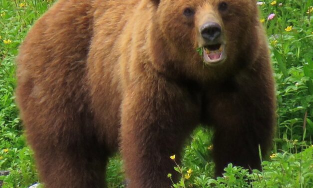 Three garbage-guarding bears killed in Sitka after close encounter