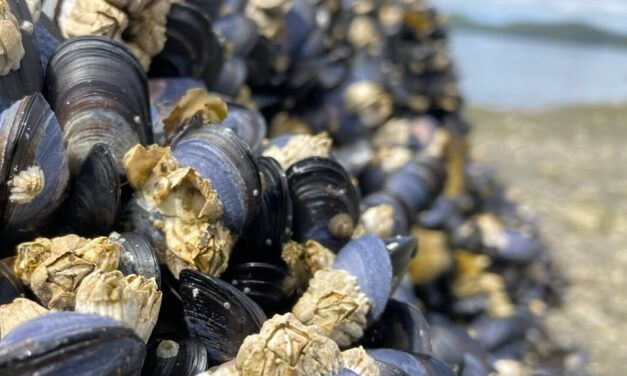 Visiting scientists to share research on intertidal species, climate change