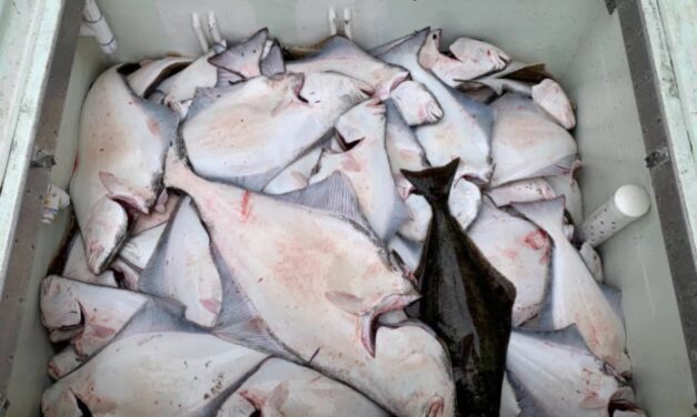 Assembly decides against joining amicus brief in halibut bycatch case