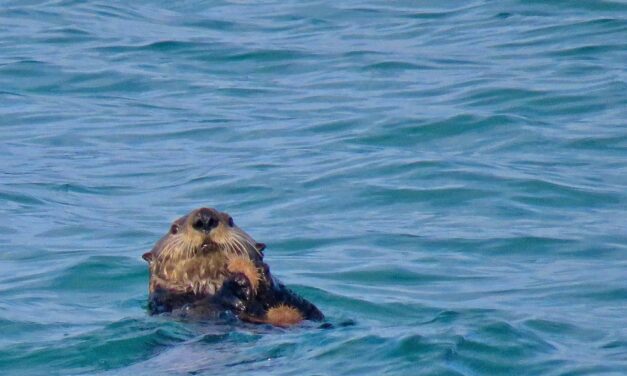Wildlife cruise to feature sea otter history