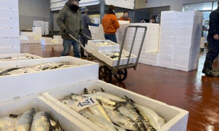 While local herring are more affordable and accessible in Japan, some still look to Alaska for eggs