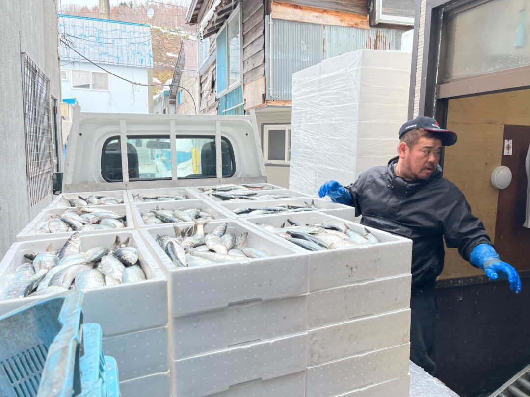 Hatcheries are helping Japan’s herring industry rebound. What does that