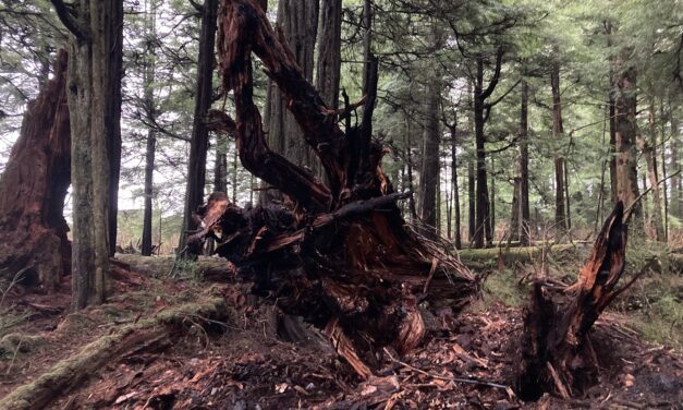 High winds fuel dangerous tree fire in Sitka National Historical Park