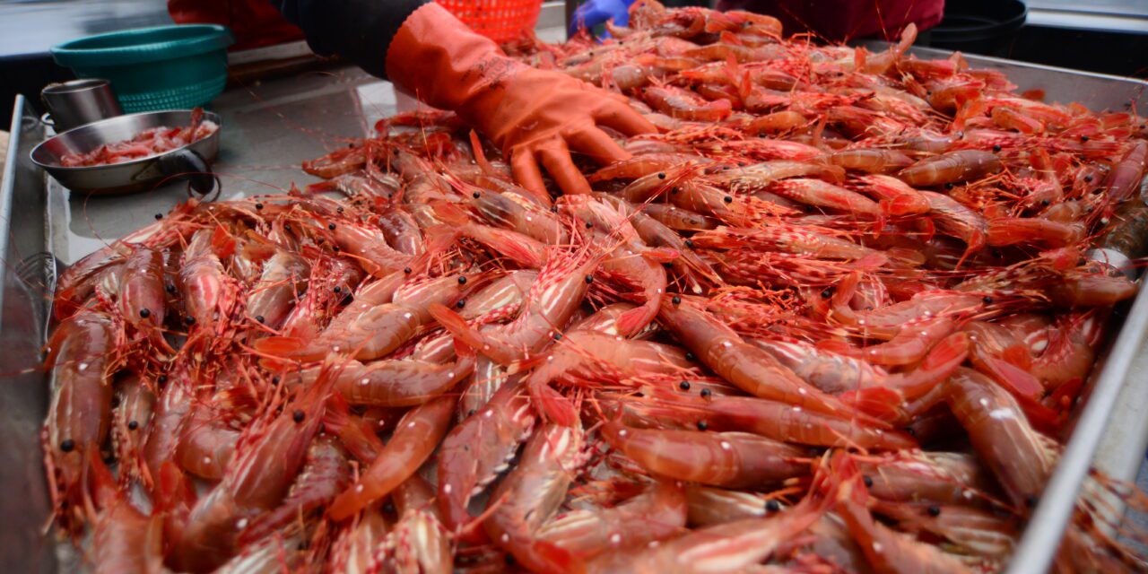 After a five-year closure, Hoonah Sound reopens to subsistence shrimp harvest