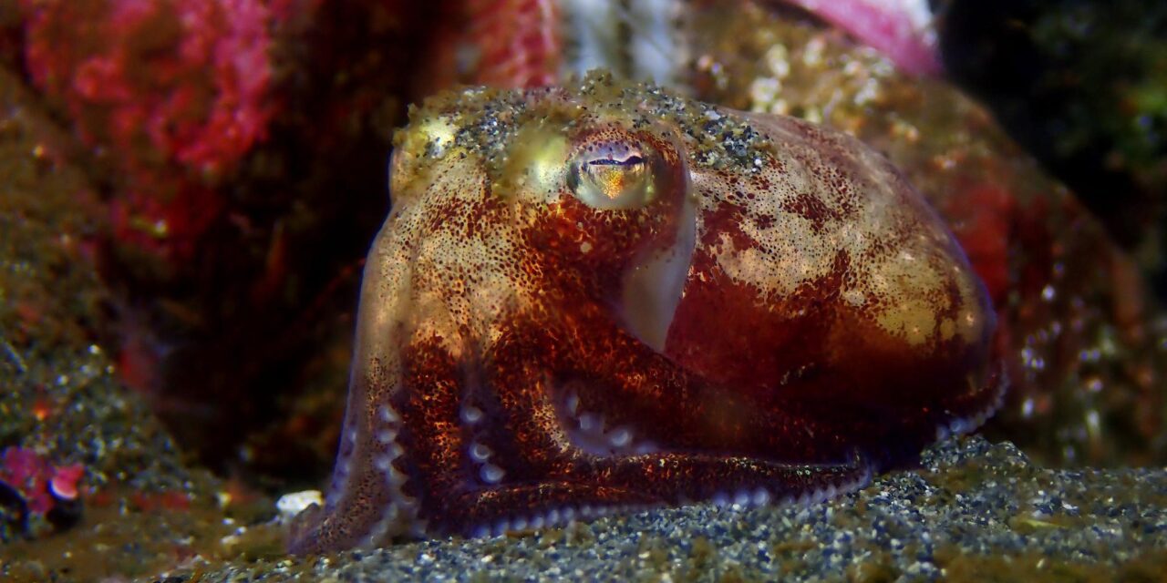 ‘Stubby squid’ saved by savvy science center aquarist