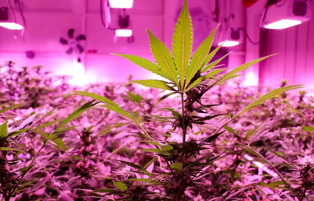 Sitka may allow on-site cannabis consumption with code update