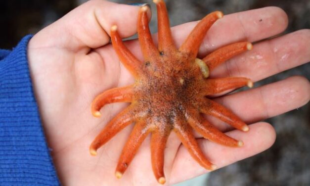 Summer camp programs for the curious and bold at SSSC