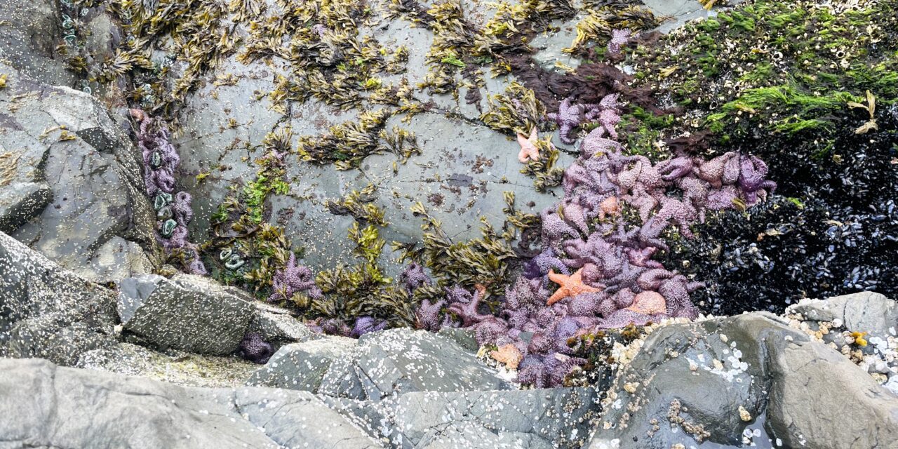Audio postcard: Whale Park a quiet retreat in Sitka’s busy summer