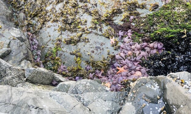 Audio postcard: Whale Park a quiet retreat in Sitka’s busy summer