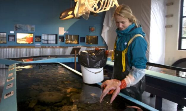 A whole new world, Sitka Sound Science Center introduces youth to the science and maintenance of aquatic life