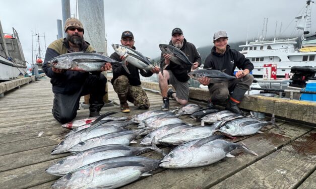 ‘The reels just start screaming’: Warm temps bring tuna to Sitka’s shores