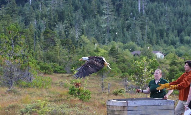 From broken wings to bright futures, bald eagles take flight in biannual event