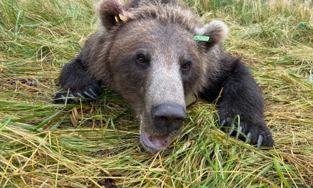 Bears on Baranof? Researchers count ‘em up in first-ever state study