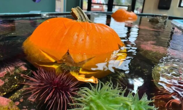 Hold on to your fins! Sitka Sound Science Center’s haunted aquarium returns