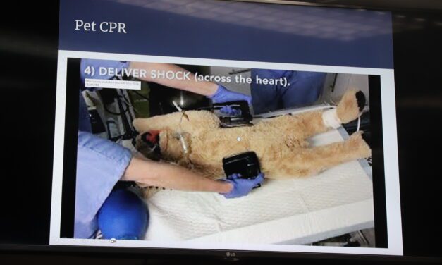 Pet first aid course empowers Alaska’s firefighters to keep animals ‘Stayin’ Alive’