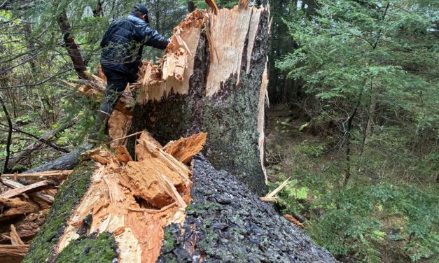 Tree damages Sitka home amidst high winds