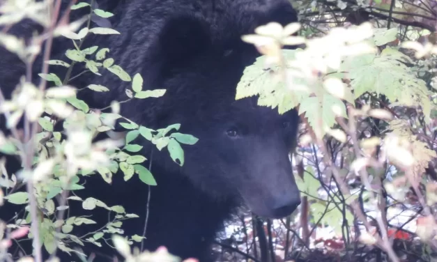 As bear calls tick up this fall, an unsecured trash can is a ‘free buffet’