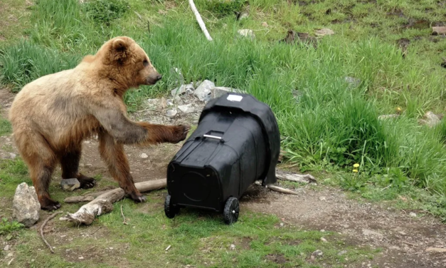 Sitka Assembly looks to address issue of bears breaking into trash cans