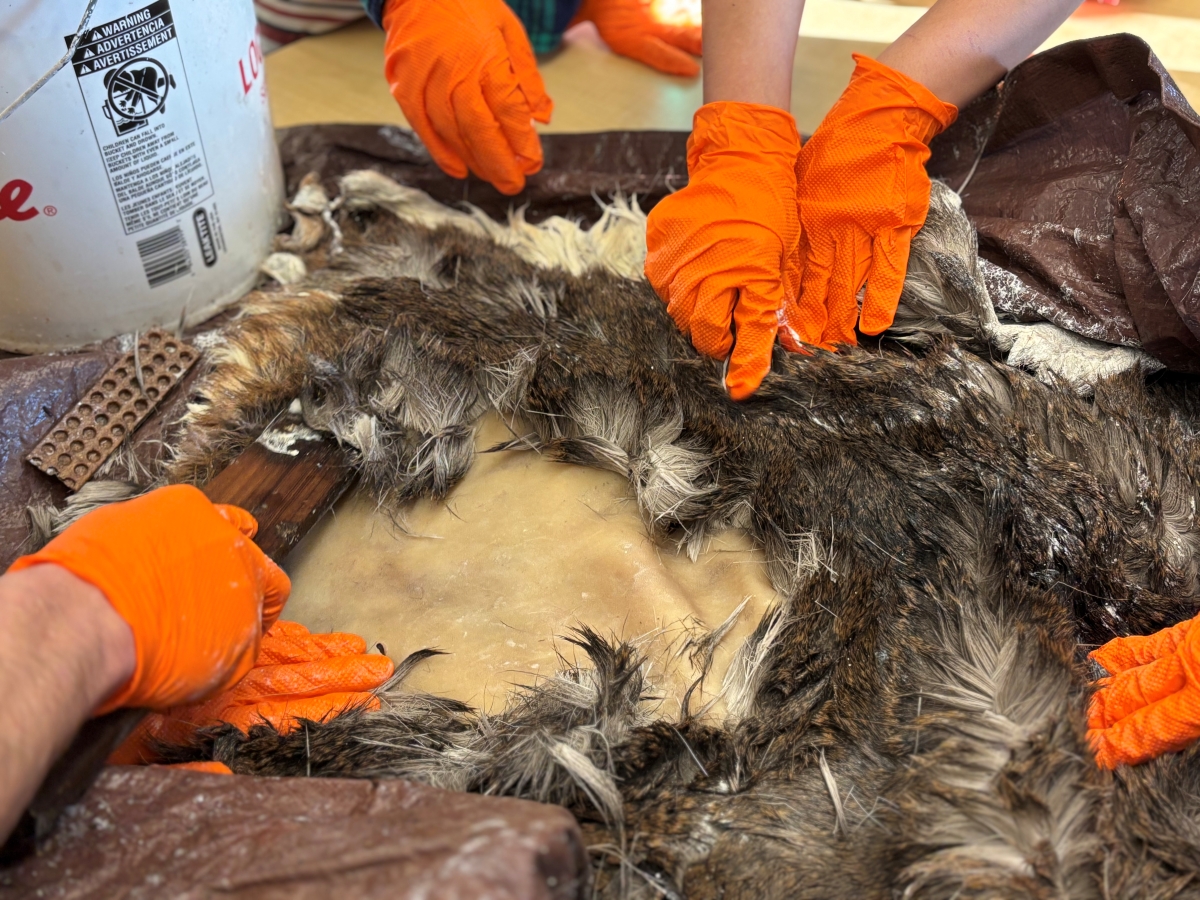Students dig in to remove fur from a deer pelt (KCAW/Cotter)