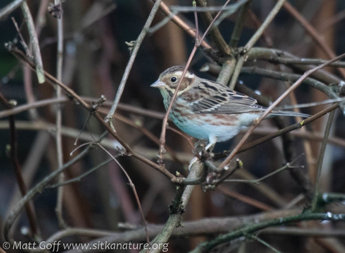 From educational films to tracking birds, upcoming events inform Sitkans on how to look out for our feathered friends