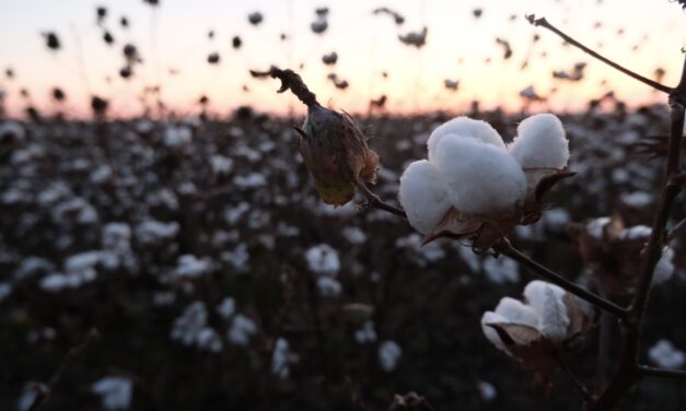 With federal relief on the horizon, Black farmers worry it won’t come soon enough