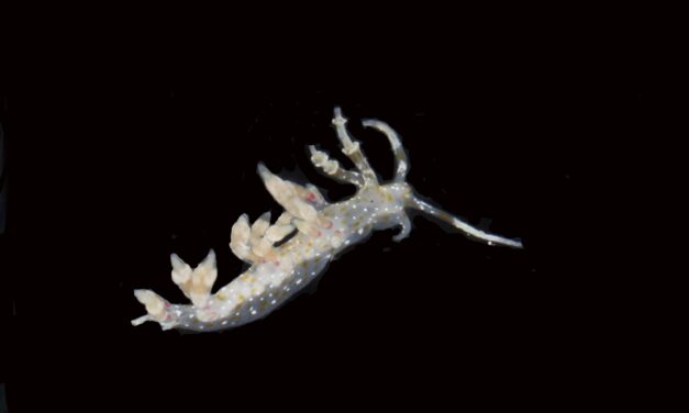 Scientists say they have discovered 20 new species deep in the Pacific Ocean