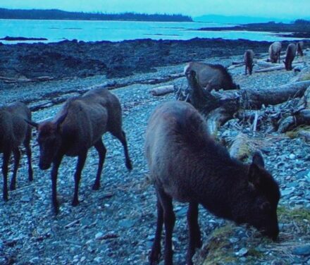 Wrangell vice mayor and other resident plead guilty to illegal elk hunt