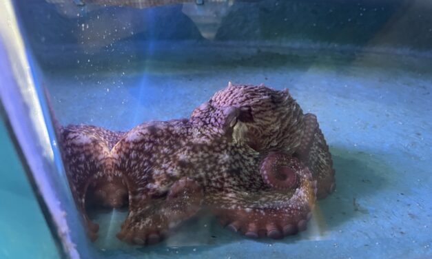 ‘A tiny giant’: new pint-sized Sitka aquarium resident to get larger tank, name