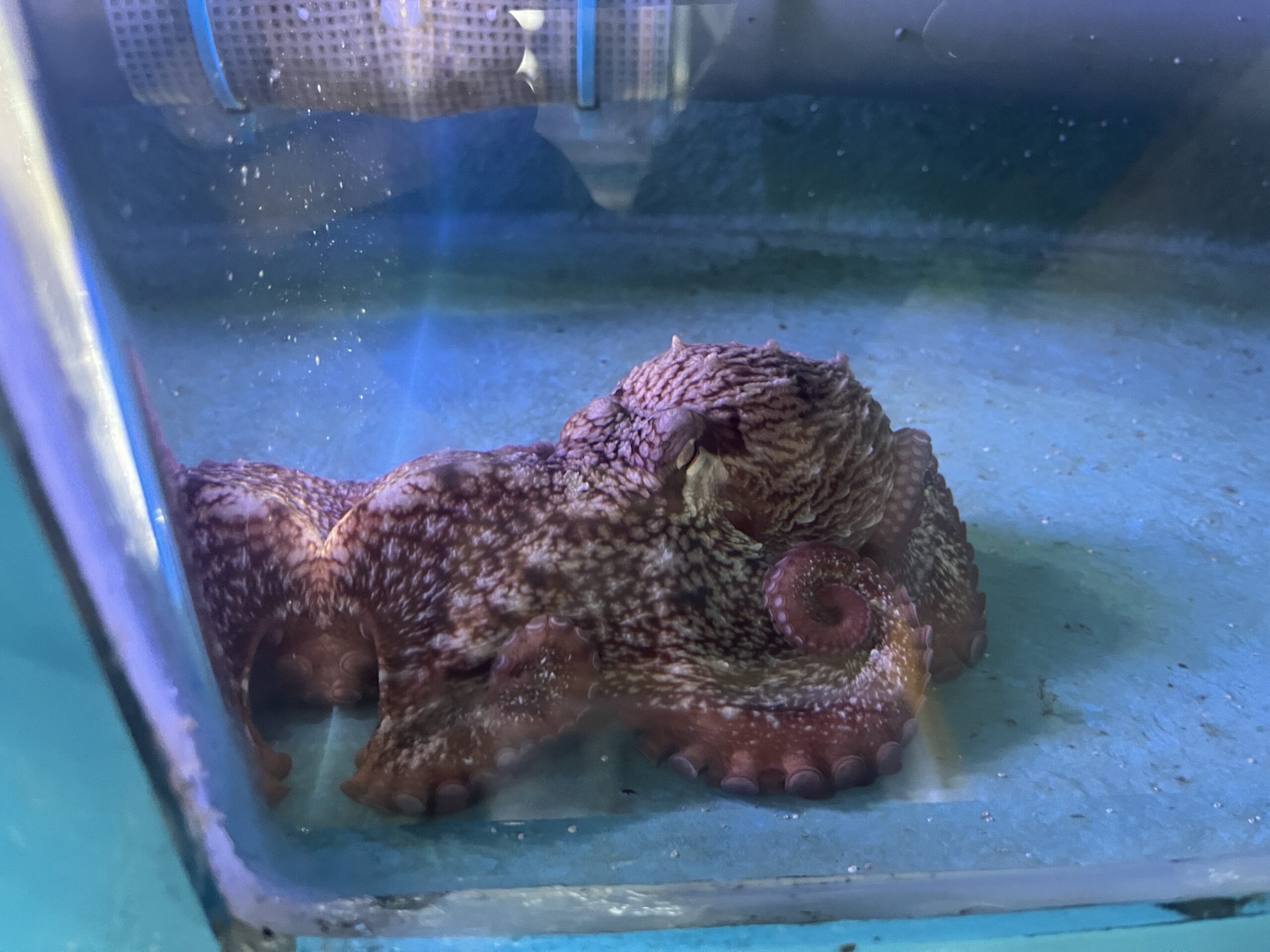 The current image has no alternative text. The file name is: Octopus-260116-scaled.jpeg
