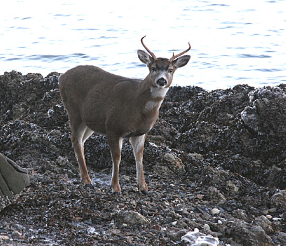 The current image has no alternative text. The file name is: Sitka-Black-Tailed-Deer-ADFG.jpg
