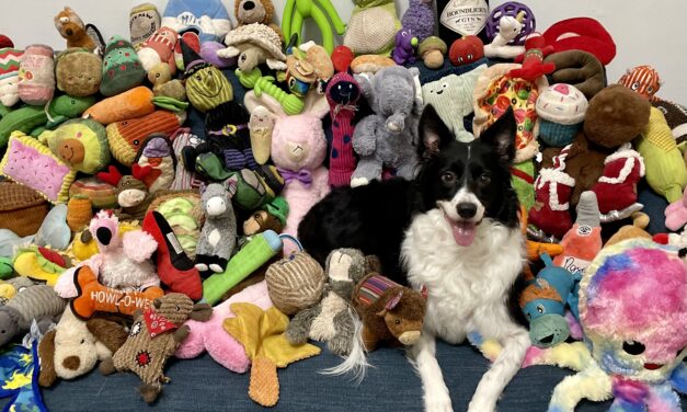 These dogs can learn new words just by eavesdropping