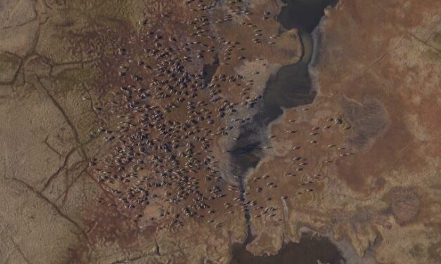 Several Alaska caribou herds are now in decline