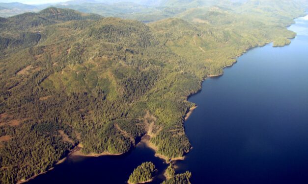 Forest Service moves forward on South Revilla logging project