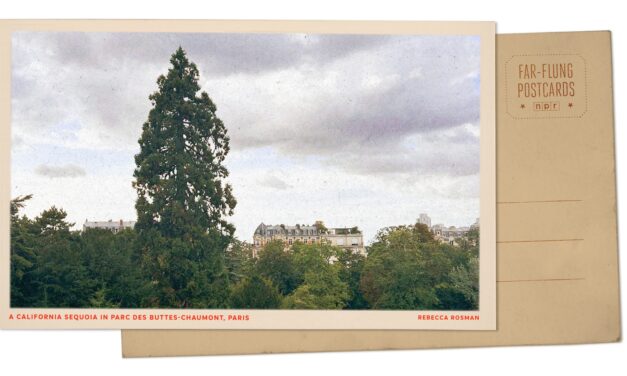 Greetings from a Paris park, where a lone sequoia tree is a marvel to behold