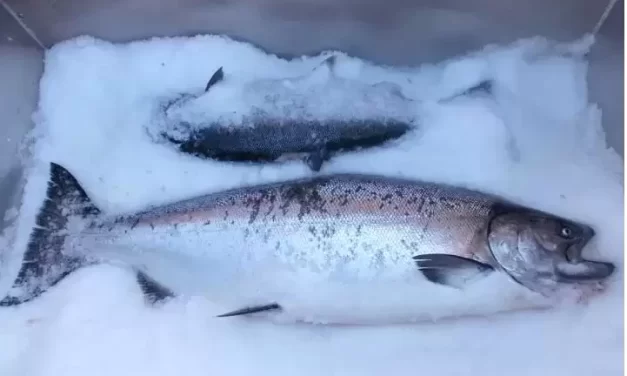 State closes Kenai River sport king fishery, limits Kasilof king sport fishery