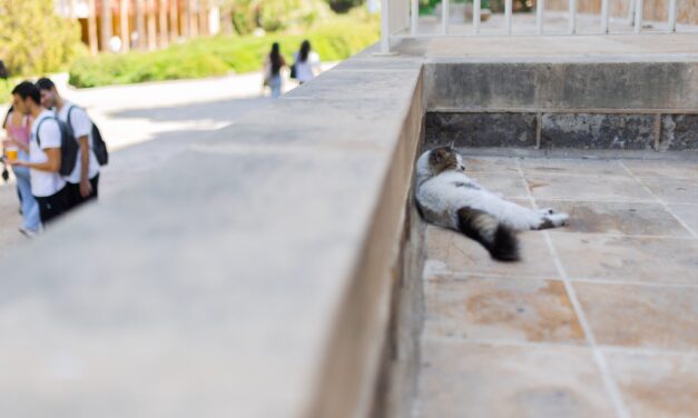In Beirut, Lebanon’s cats of war find peace on university campus