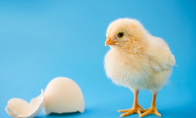 Baby chicks link certain sounds with shapes, just like humans do