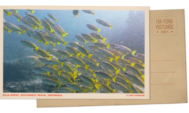 Greetings from Southwest Papua, which has some of the world’s richest marine biodiversity